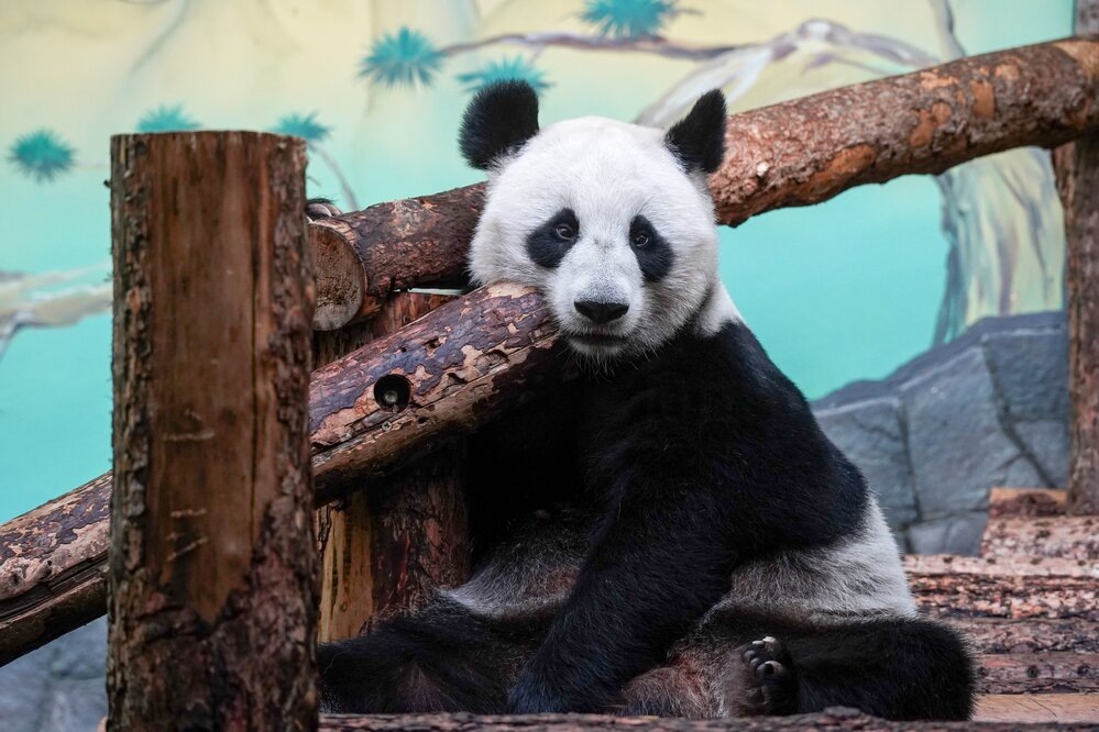    ©Агентство городских новостей "Москва"