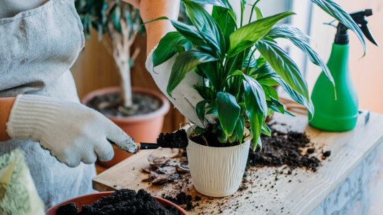   Пойдет в рост и порадует цветением: эксперт поделился простым рецептом почвенной смеси для спатифиллума Ирина Петрова