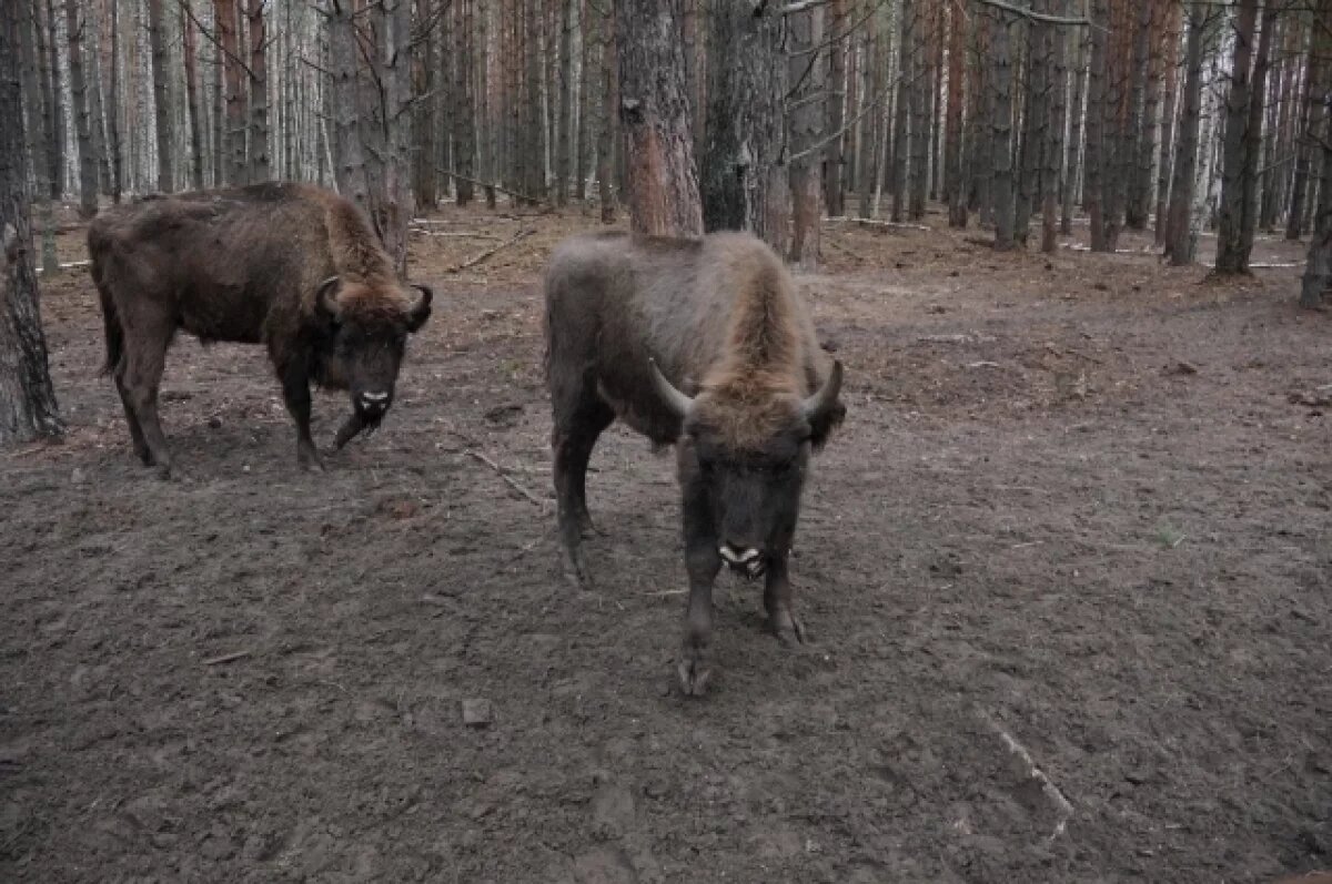    При поддержке нефтетранспортников возрождается популяция зубров