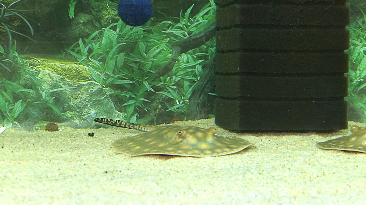    Вартовчане заводят скатов в качестве домашних животных