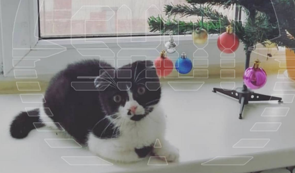 Реальное фото из новости