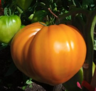 "Сердце пустыни" селекции В.Г. Алифирова