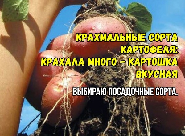 Сорта картошки с высоким содержанием крахмала и вкусные - выбираю на 2025 год. Урожайные, рассыпчатые - для пюре, жарки и не только