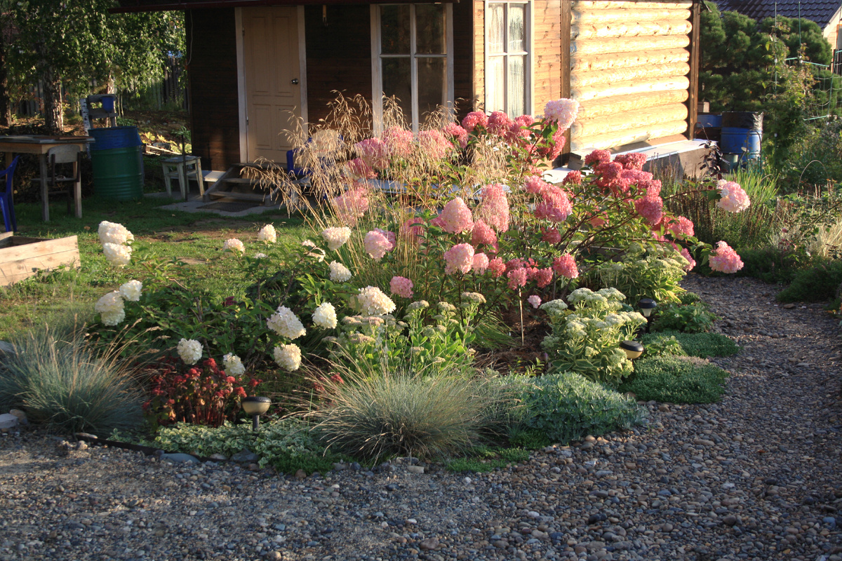 парадный цветник с гортензиями 2023 год