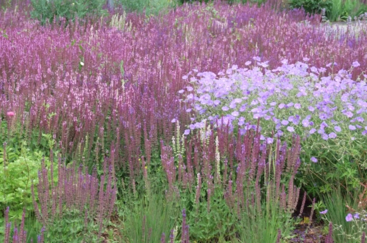    Клумба раздора.