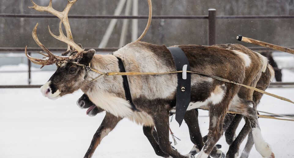    Медиасток.рф