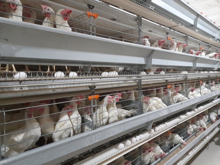    Читинская птицефабрика увеличила производство куриного яйца в 3 раза