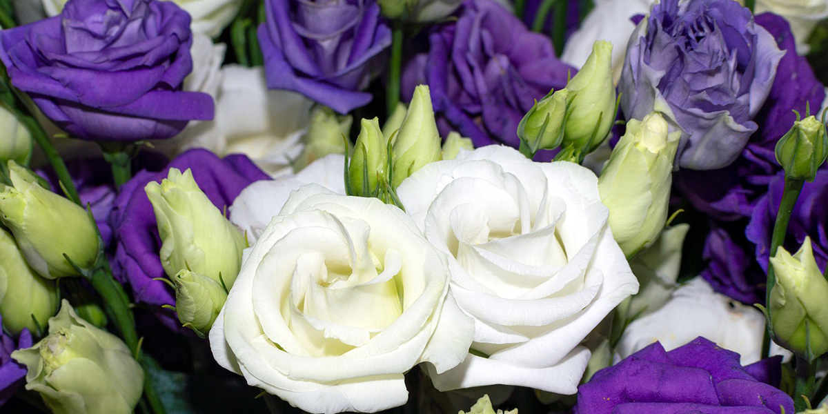 Эустома (лизиантус)