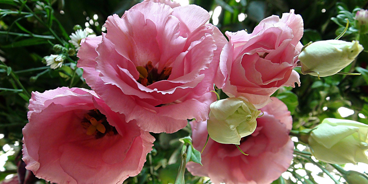 Эустома (лизиантус)