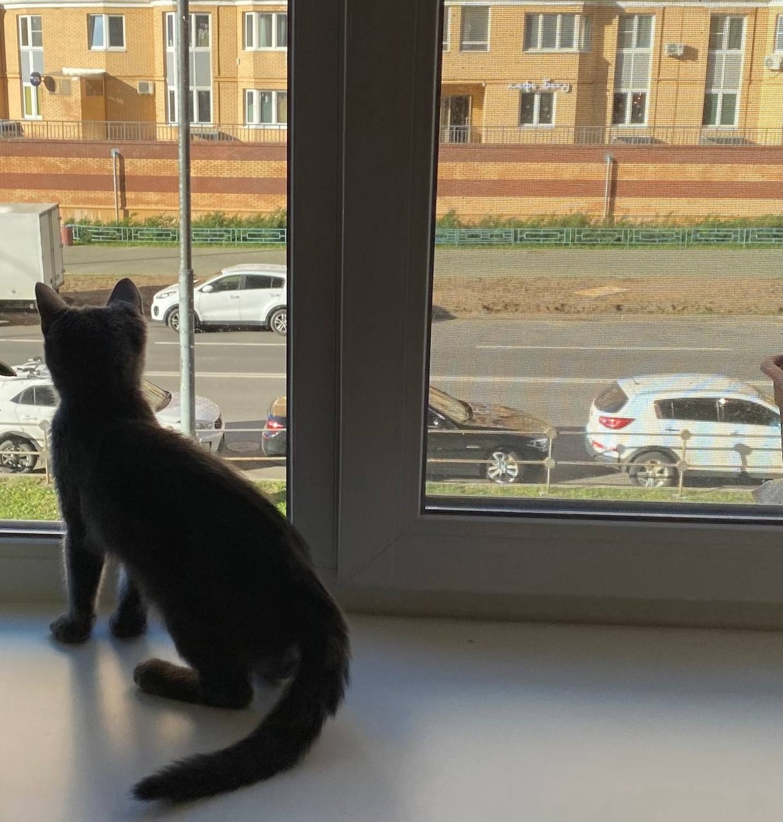 Это и есть "кошачий телевизор". За окном котика может заинтересовать буквально что угодно. Иллюстрирует это Смоки Айс