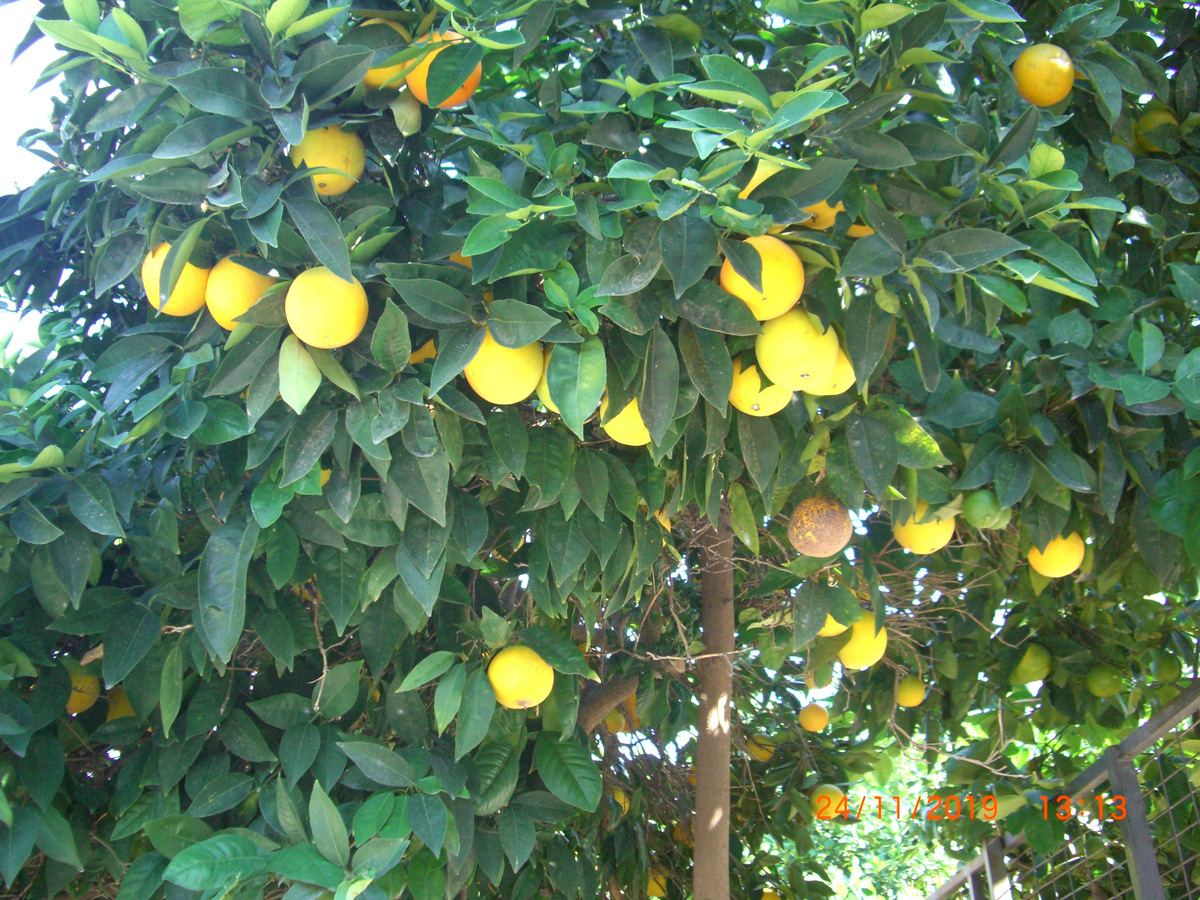 Это апельсины из первой задачи, когда их еще не купили.