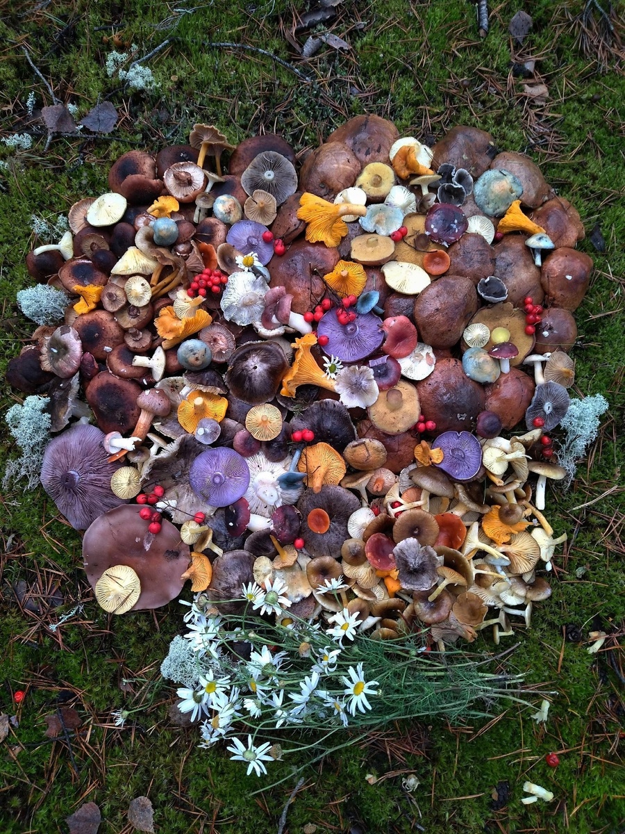 Автор Елена Казакова, ЛО,  Ломоносовский район, 17.11.2024