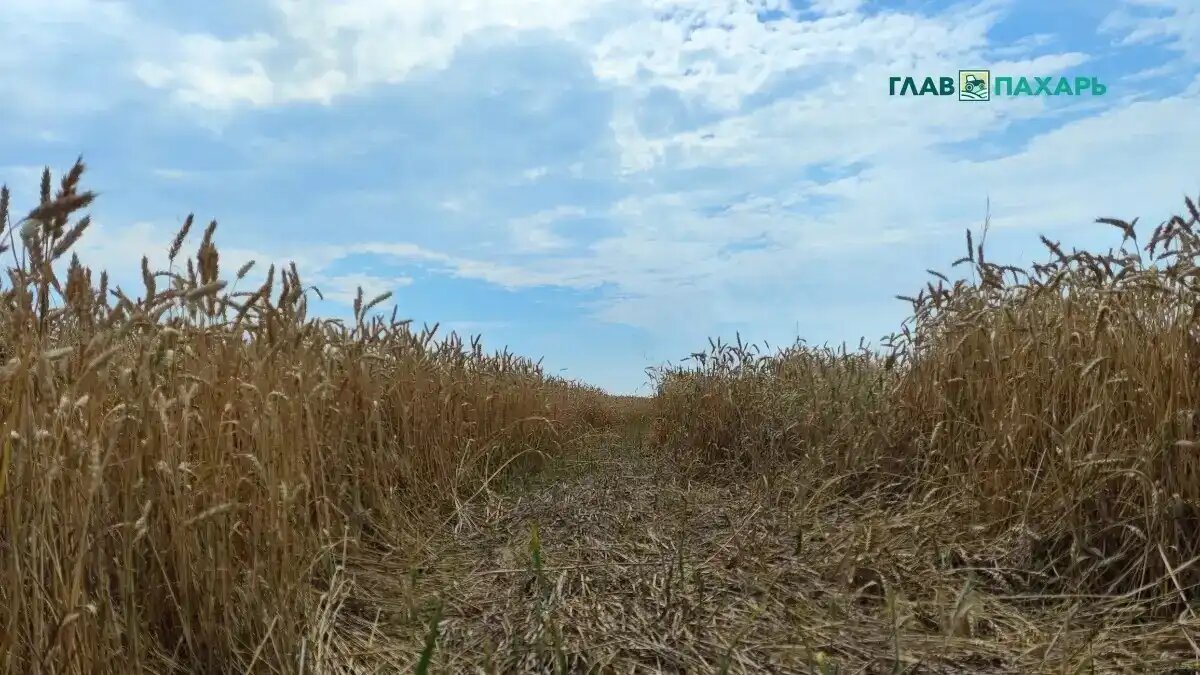 Фото: © Артем Борисов / Glavpahar.ru Фотография носит иллюстративный характер