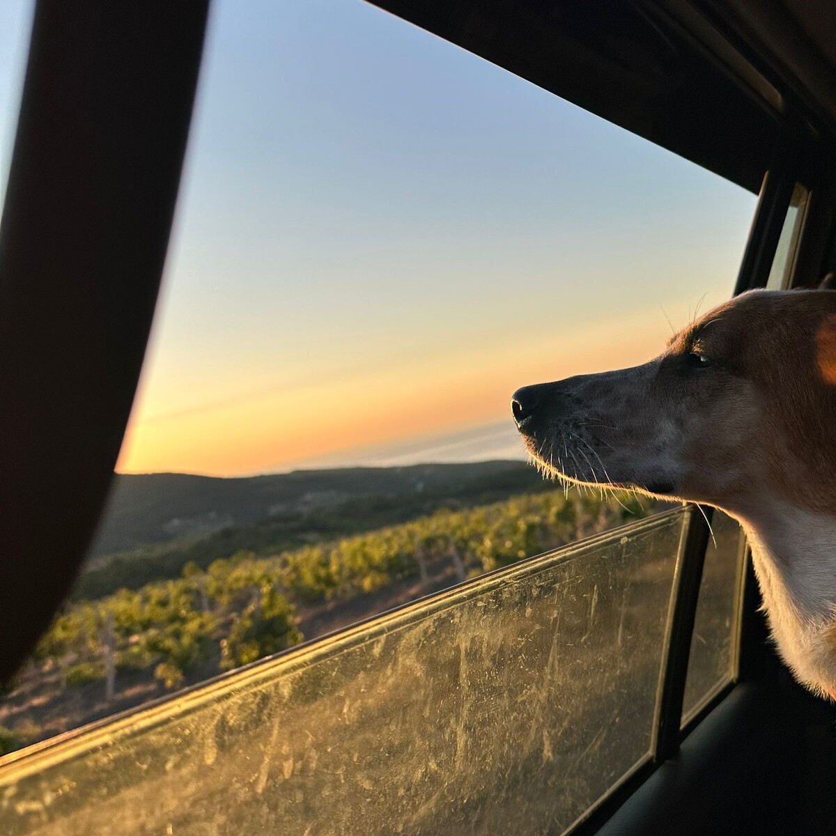 Этот нос кого надо нос!!