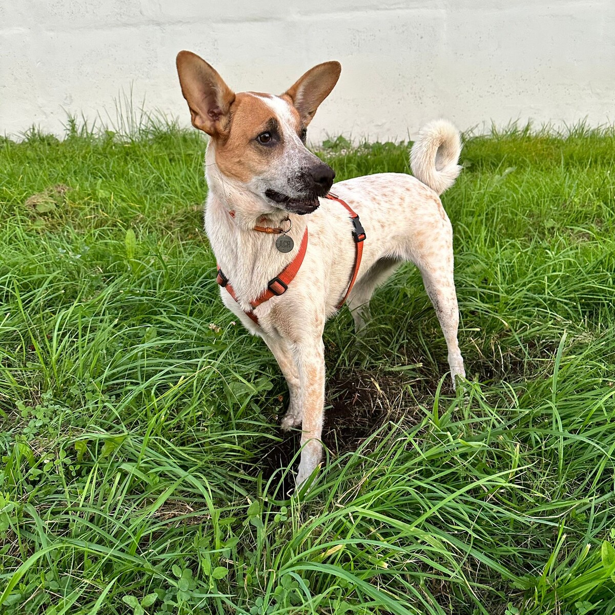 Я чую то, что не могут учуять остальные!