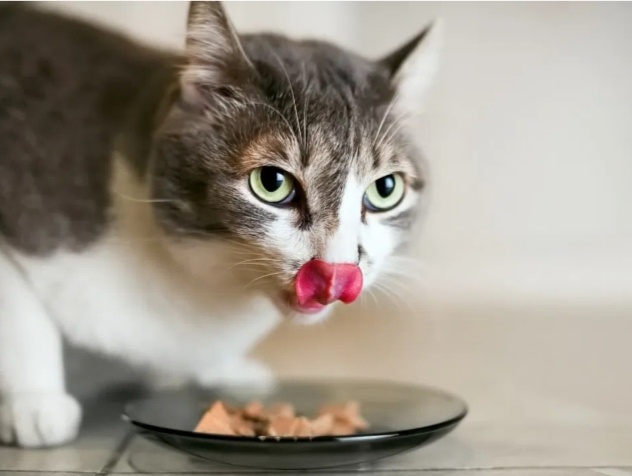 Сколько раз в день надо кормить кошку