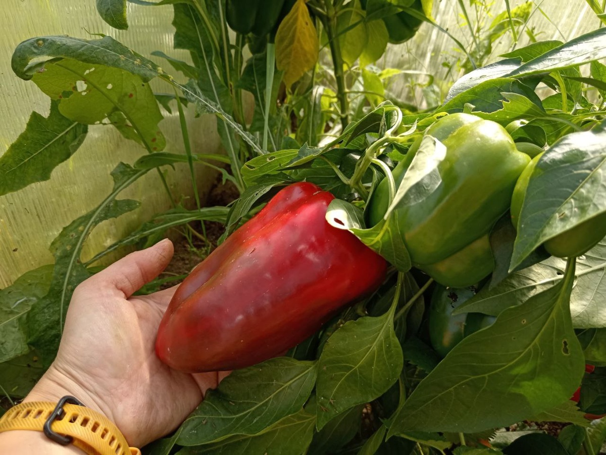 Перец "Геракл" 