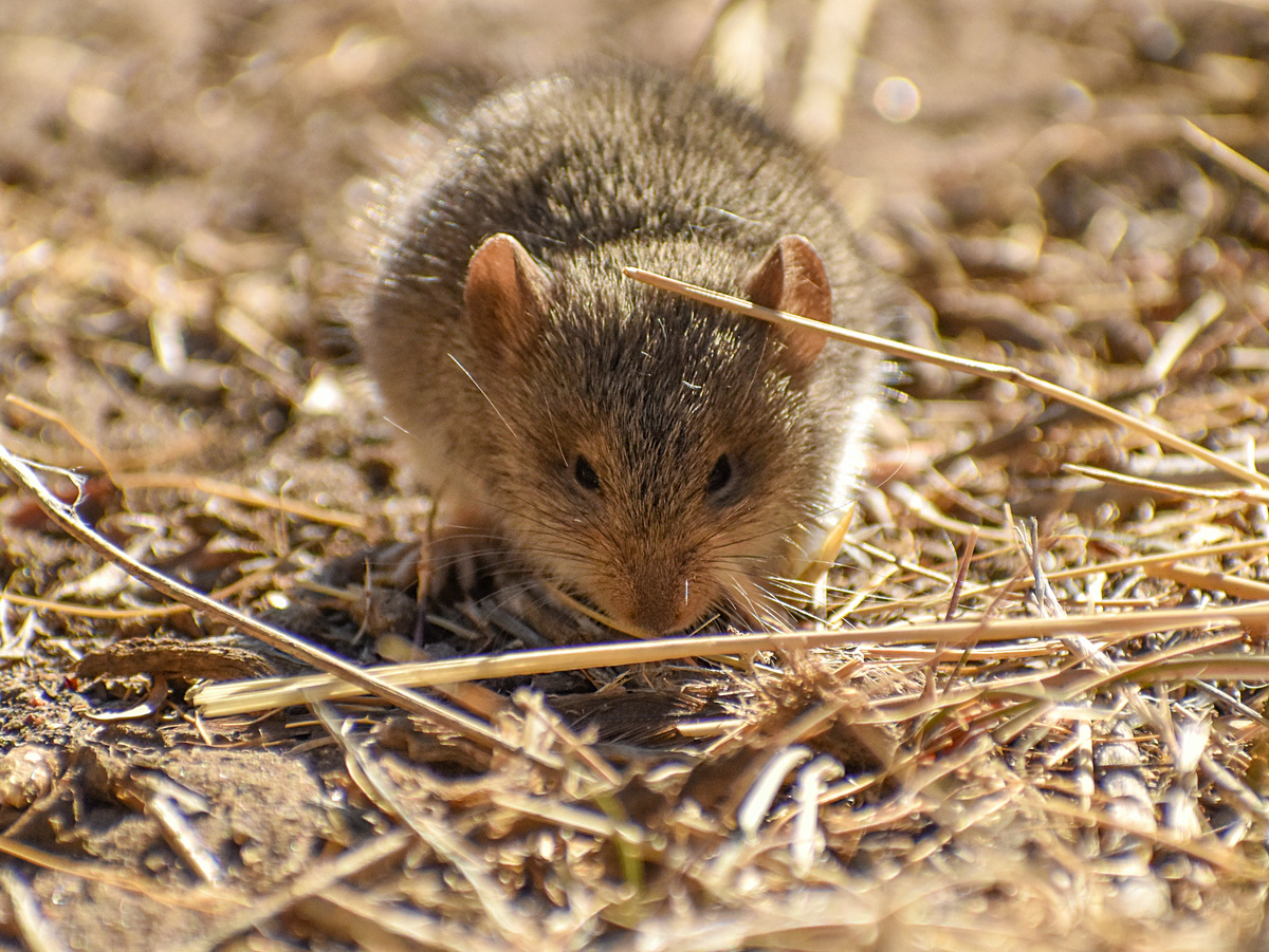 Грозовая туча, доходя до вершины горного хребта, как бы цепляется за него. Влажный воздух дошёл до препятствия, просыпался ливнем и пошёл дальше, так сказать, разрешившись от бремени. Поэтому температура на обоих участках сохраняется равномерная, а вот разброс в количестве осадков — гигантский. С подветренной стороны редко появляются капли. В то время как с обратной стороны — льёт как из ведра. Фотография: iNaturalist, @Ezequiel Racker, CC BY.