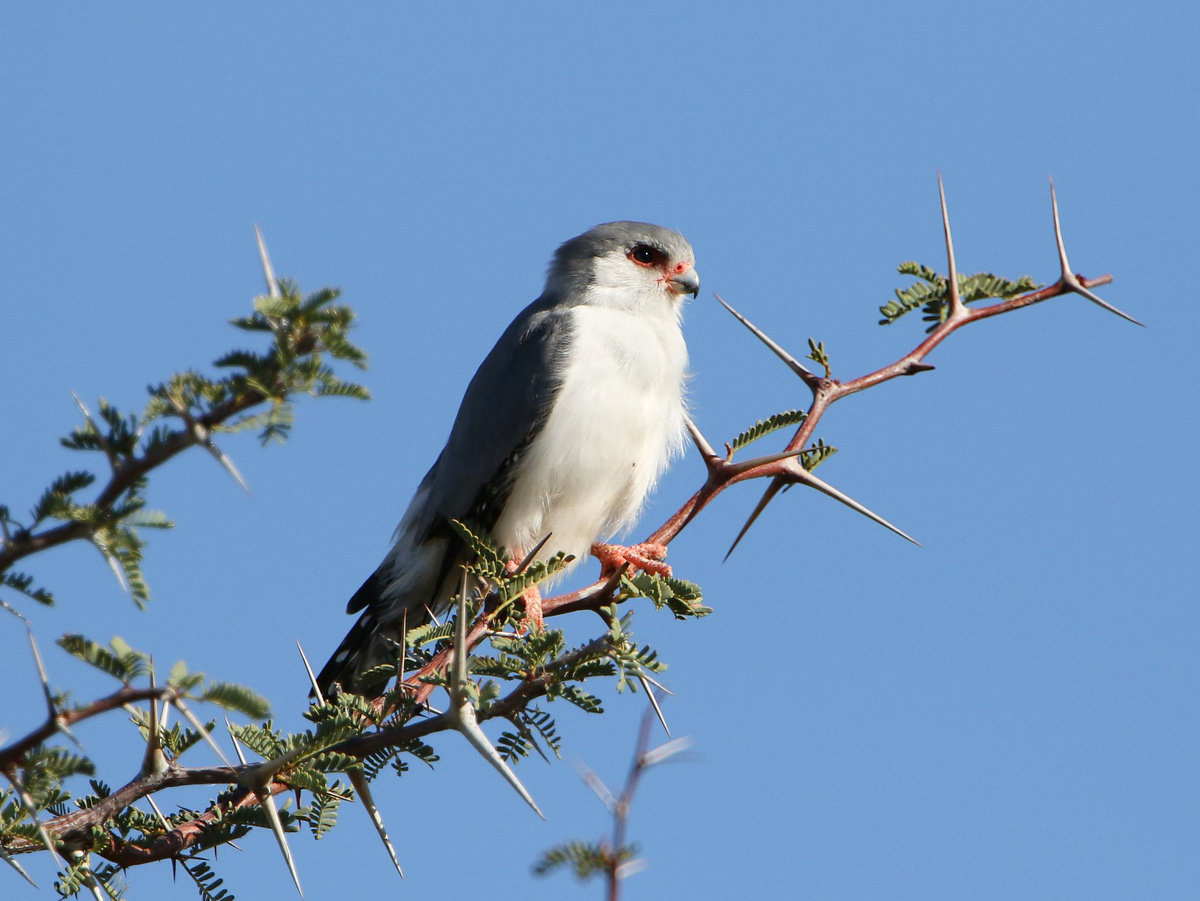 Фотография: Derek Keats, CC BY 2.0.