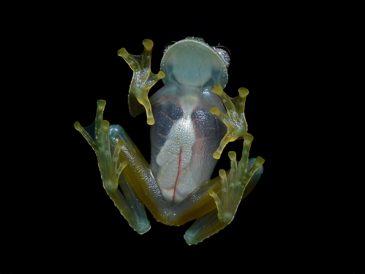 «Козявка» живёт по принципу размытия по Гауссу. Полупрозрачное тело позволяет сливаться с окружающей средой и гарантирует безопасность от хищников. Разве привлечёт пожухлая листва внимание грибника? Так же охотники проползают мимо размазанной сопельки. Фотография: Geoff Gallice, CC BY 2.0