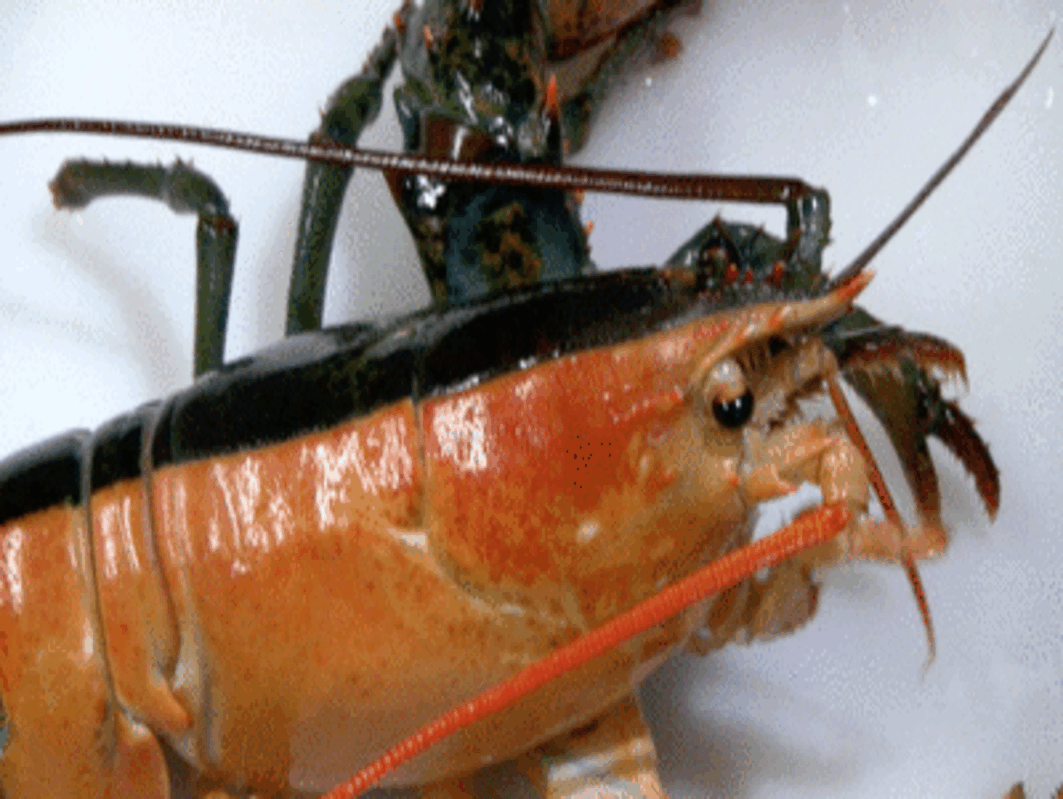 Пинчи, бостонский океанариум.