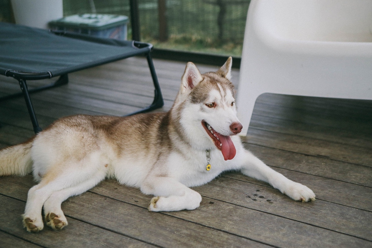 suhyeon park / Shutterstock / FOTODOM📷Хаски способен обидеться и уйти в сторону, если его трогают без его собственной инициативы