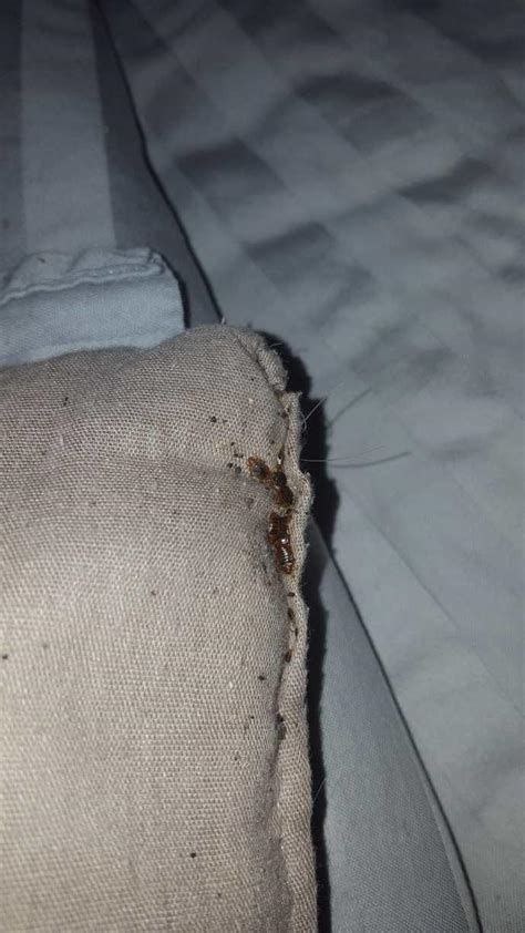 Как избавиться от клопов в квартире самый эффективный способ 