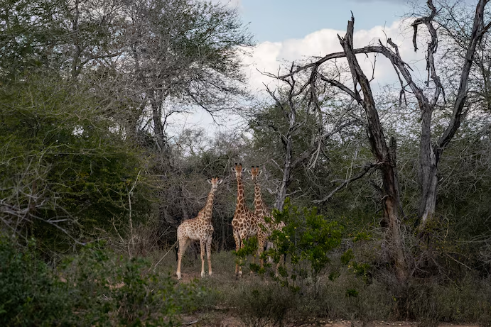 Жирафы в национальном парке Зинаве в Мозамбике. (Салван Джорджес/The Washington Post) 