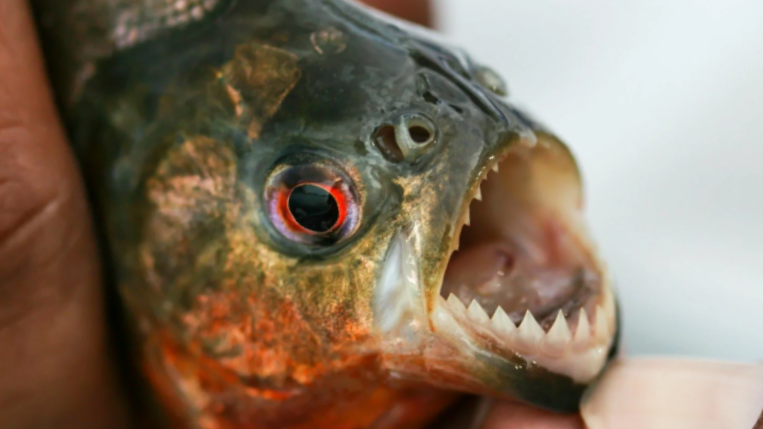 Открой ротик, летит самолетик.