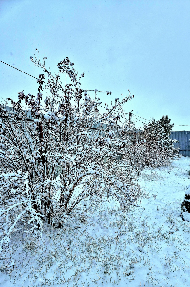 Сад в начале ноября. Пузыреплодник в снежном убранстве