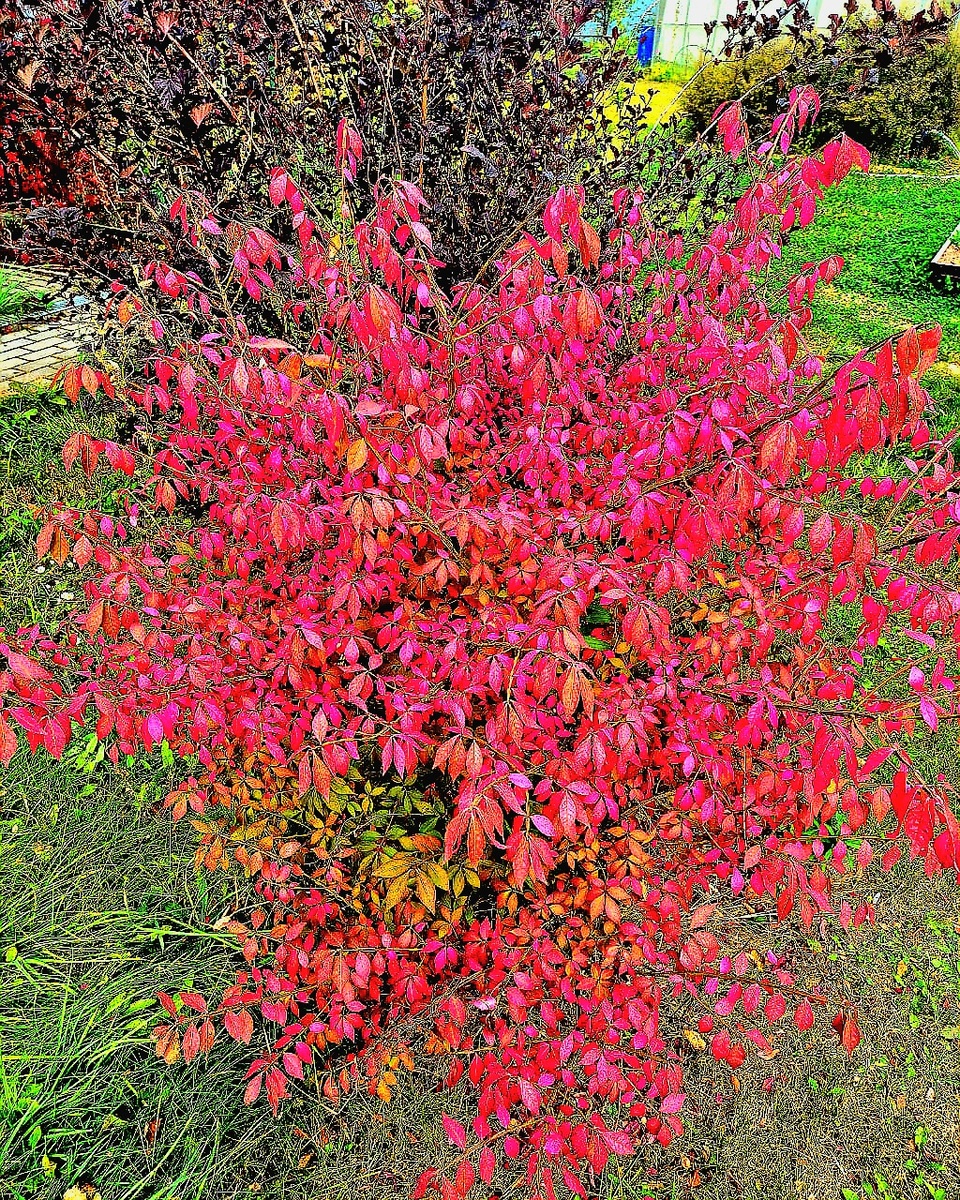 Осенний бересклет. Не правда ли красив?!