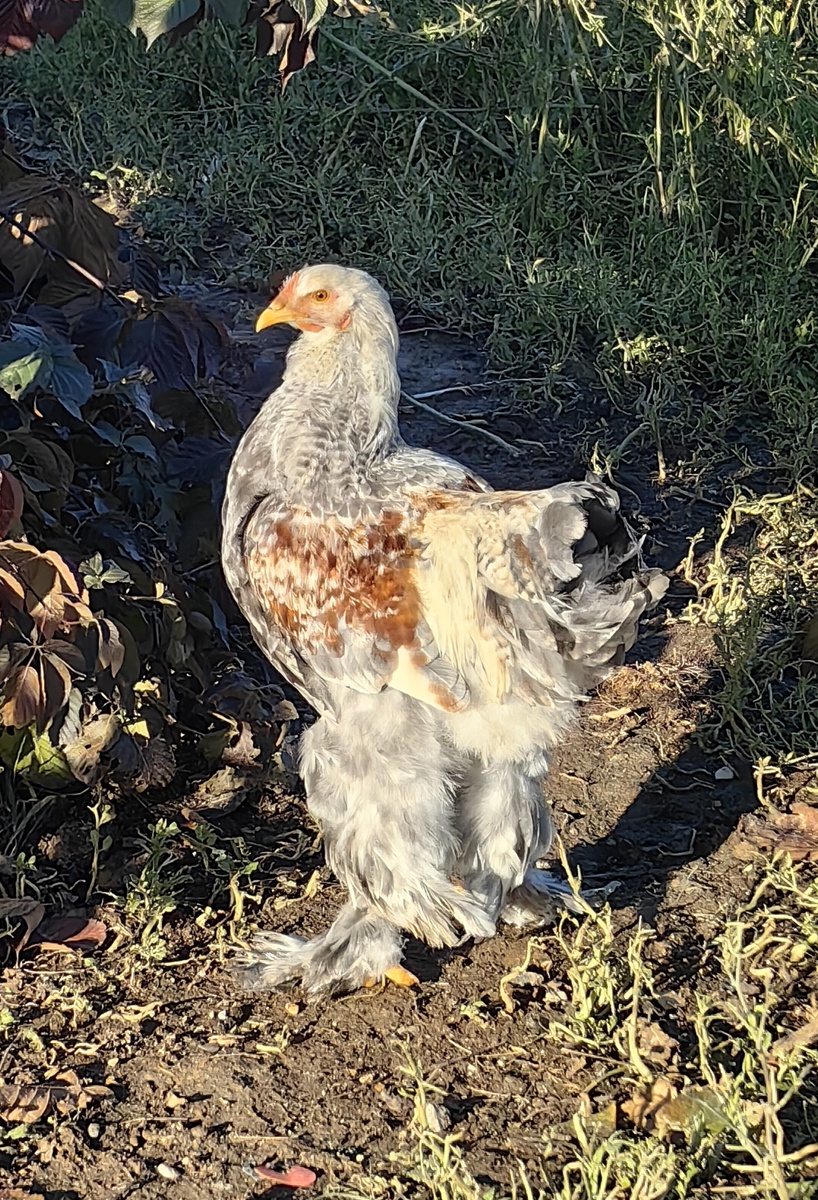 петушок голубой лососевый полосатый