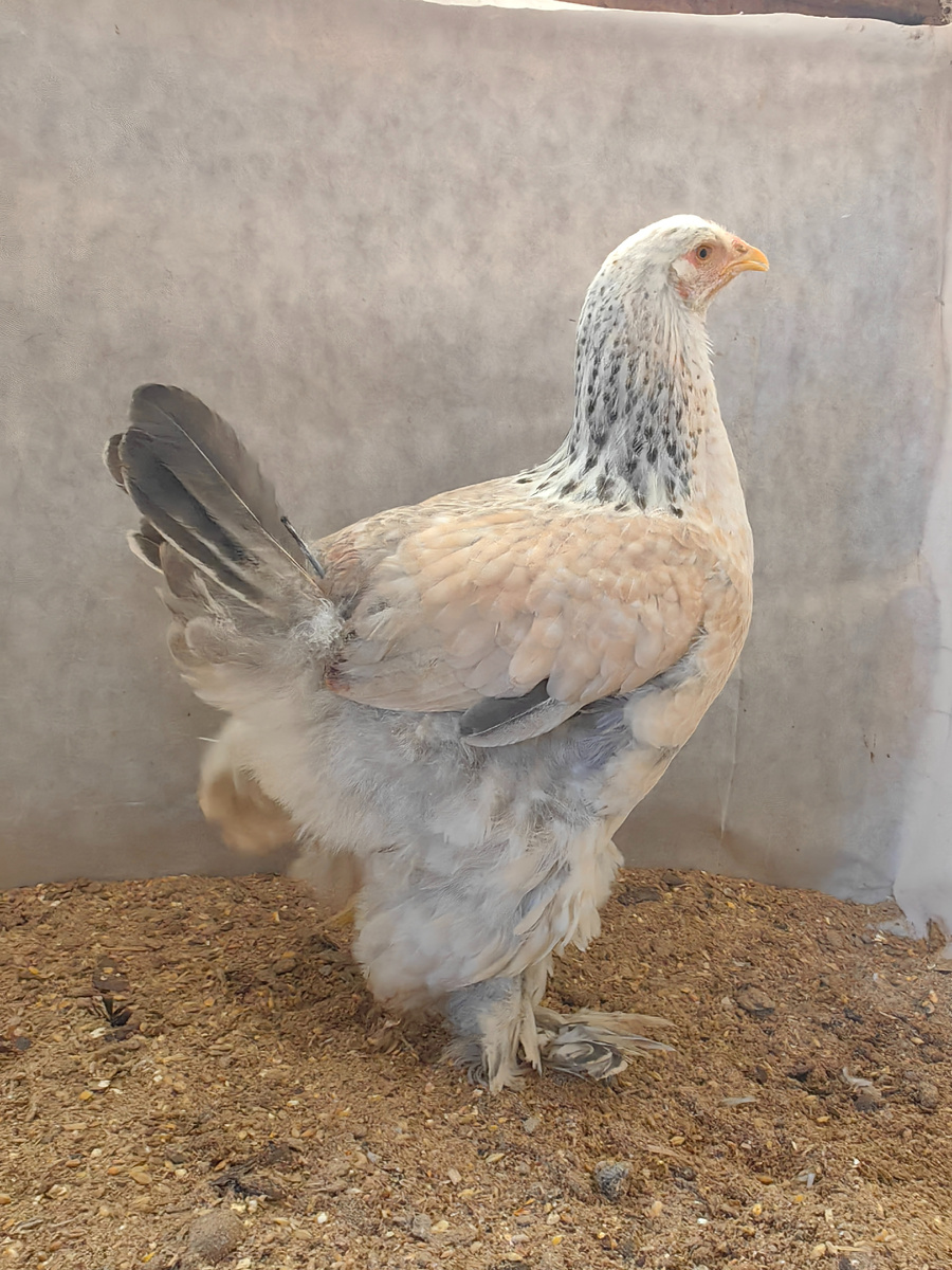 курочка подросток голубой лосось полосатый. Ей выщипали перья вокруг хвоста собратья, сидит в отсаднике одна. Но окрас видно