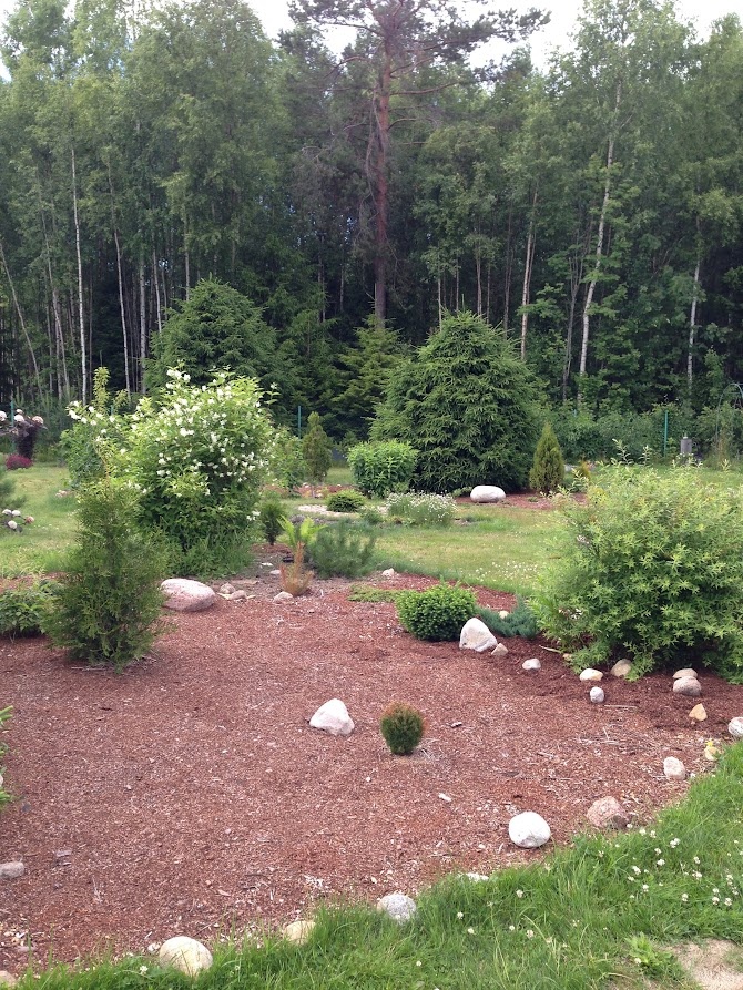 2017 Thuja occidentalis Teddy №1 на переднем плане