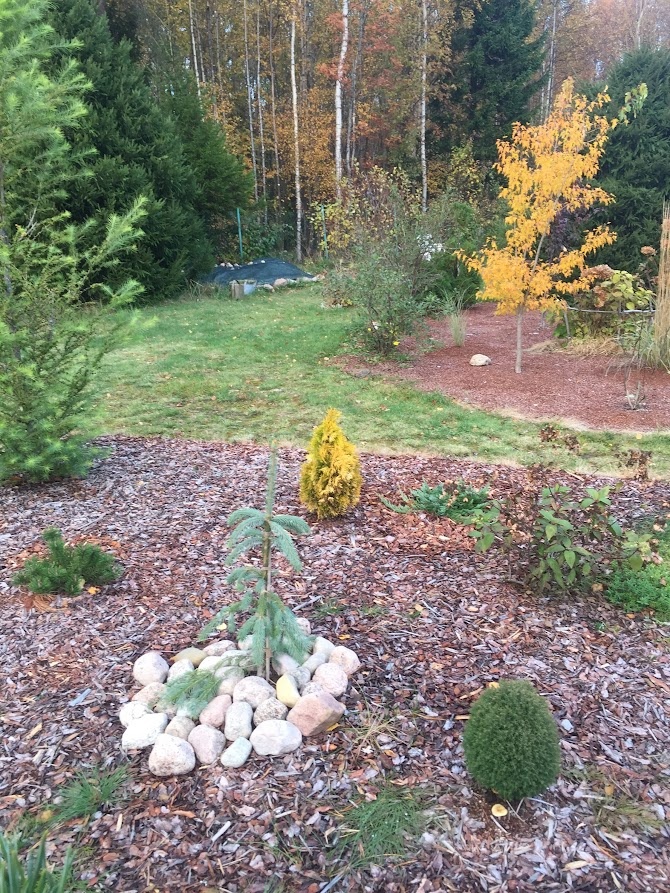 2018 Thuja occidentalis Teddy №2 справа