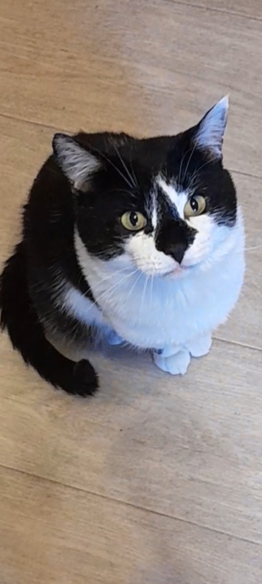 Фото автора.  Красавец мой!