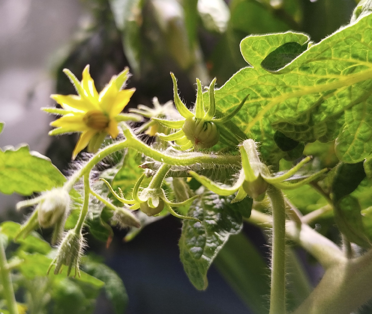 Три помидорки завязались