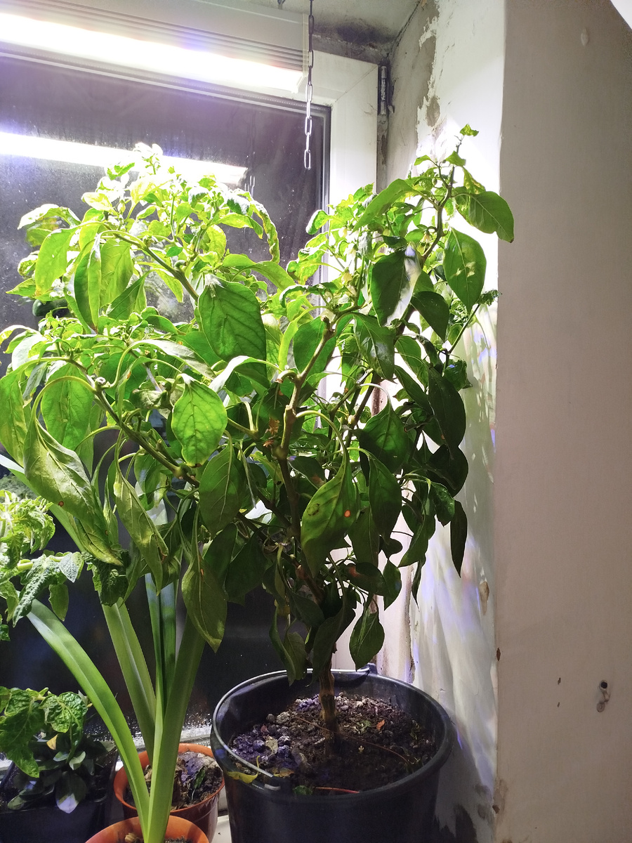 Занимает большую часть моего окна, это бесит