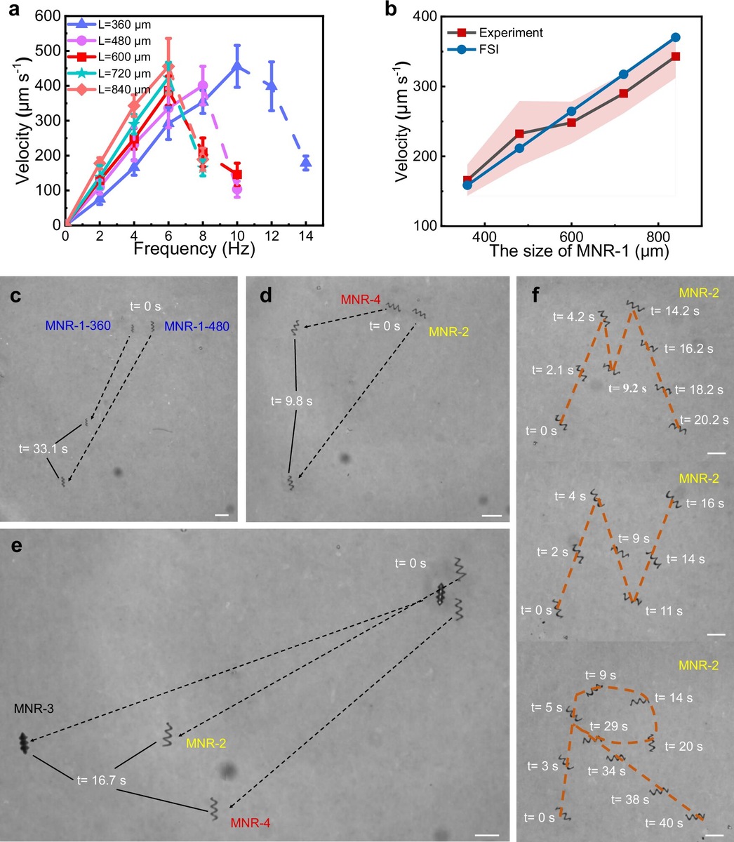 Результаты моделирования и экспериментальной скорости движения MNR.    
 Источник: Nature Communications (2024). DOI: 10.1038/s41467-024-51518-z  📷
