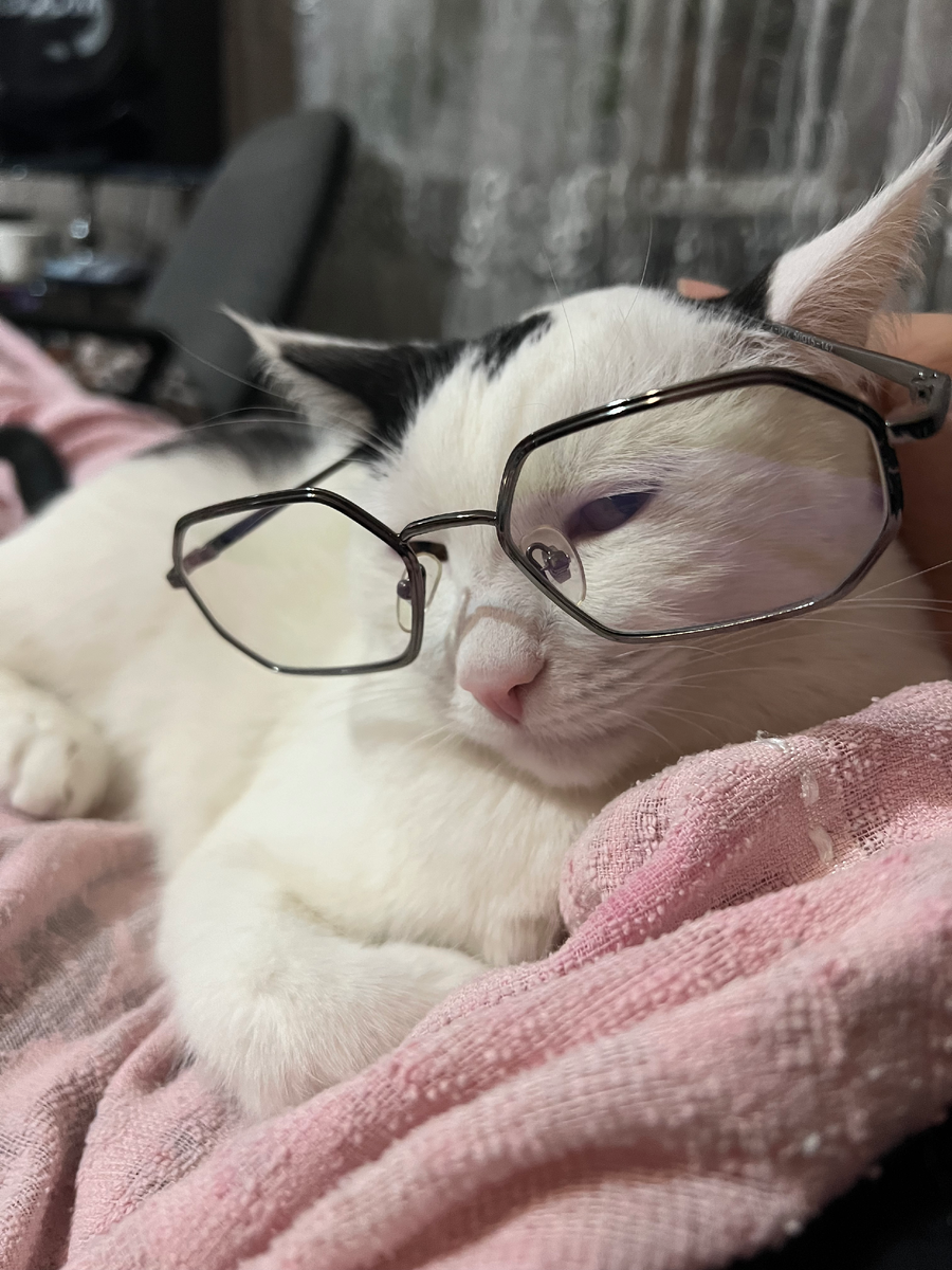 Арчи - умная, начитанная кошка (Автор фото: Алина Асадилова (sonagi.)