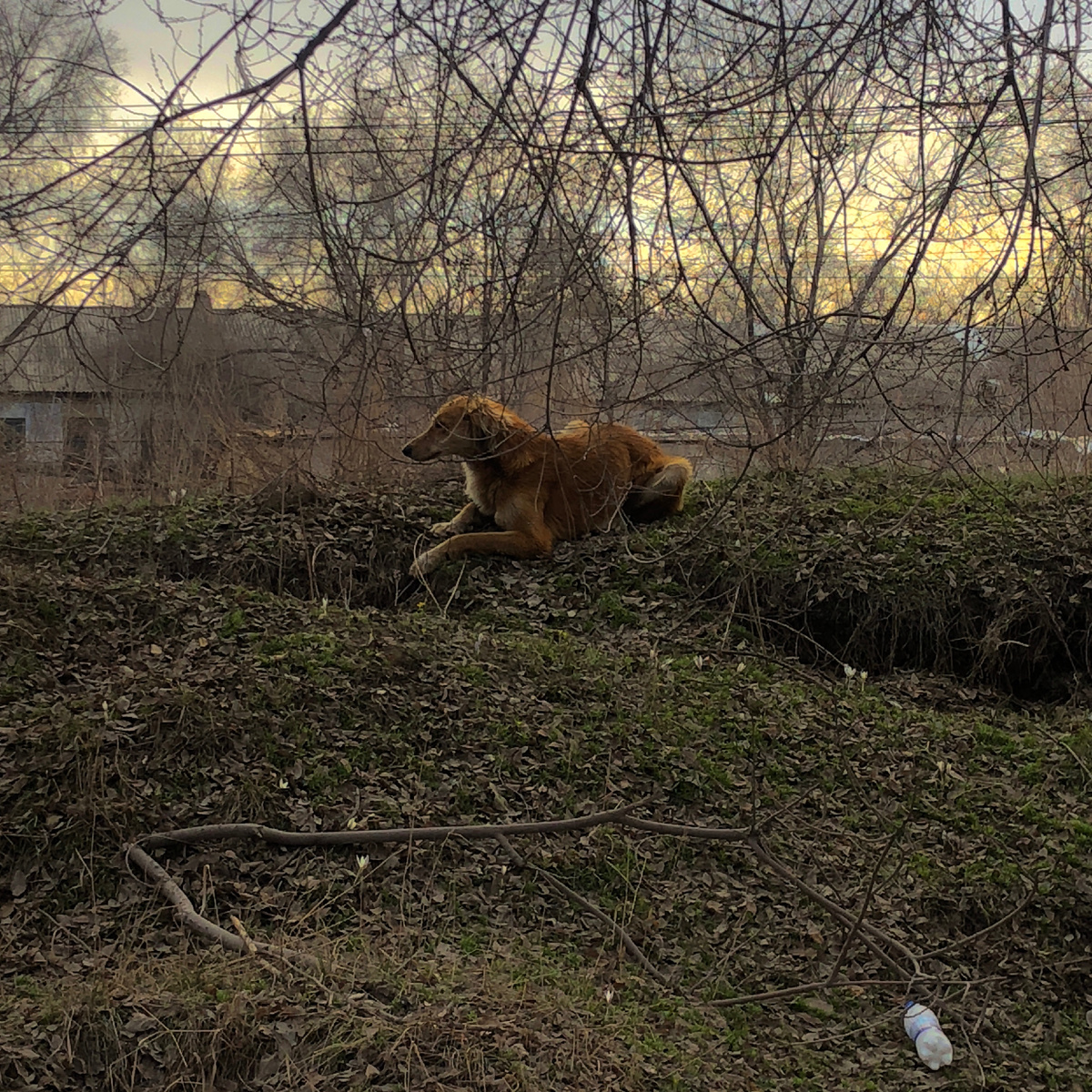 Брошенная собака у дороги (Автор фото: Алина Асадилова (sonagi.)