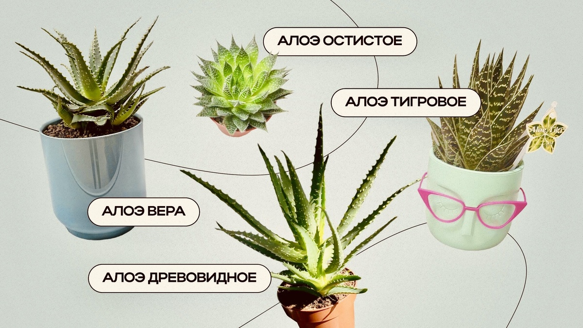 Источник: Яндекс Картинки