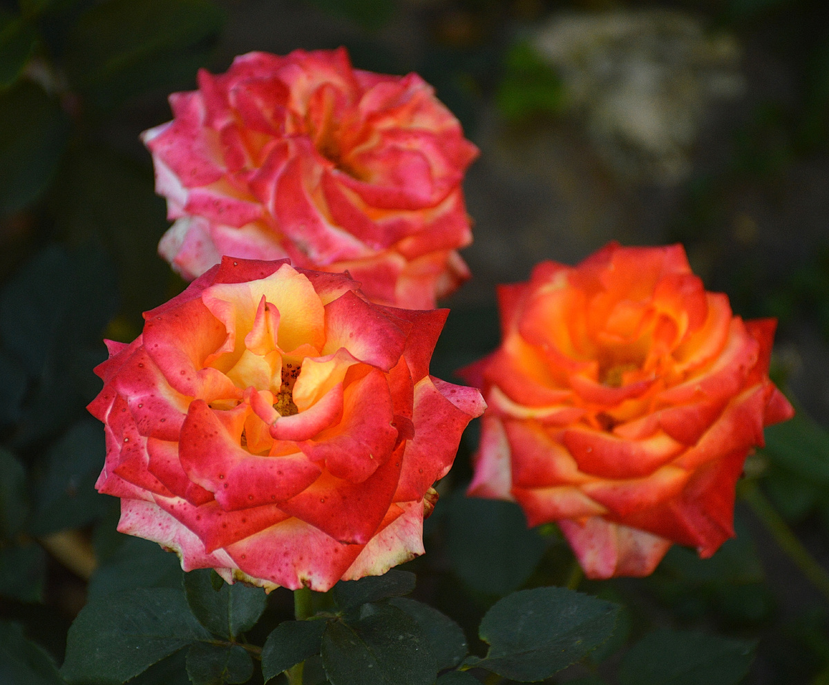 Роза Пиньяколада - новая роза в саду. Все фотографии в стаье мои. Розы - тоже
