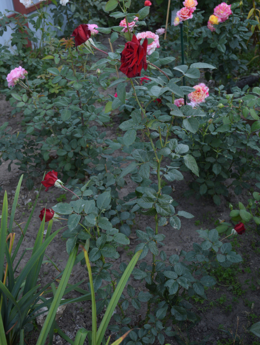 "Чёрная Мадонна", куст