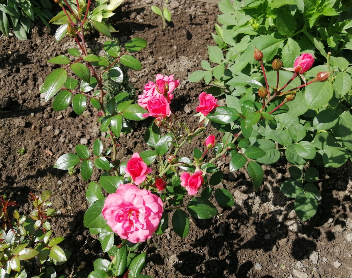 Роза привезенная из Турции. Прекрасно зимует в саду уже третью зиму и отлично укореняется черенками. 