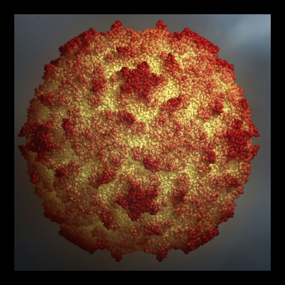 Полиовирус 2 типа уничтожен в 1999 году 