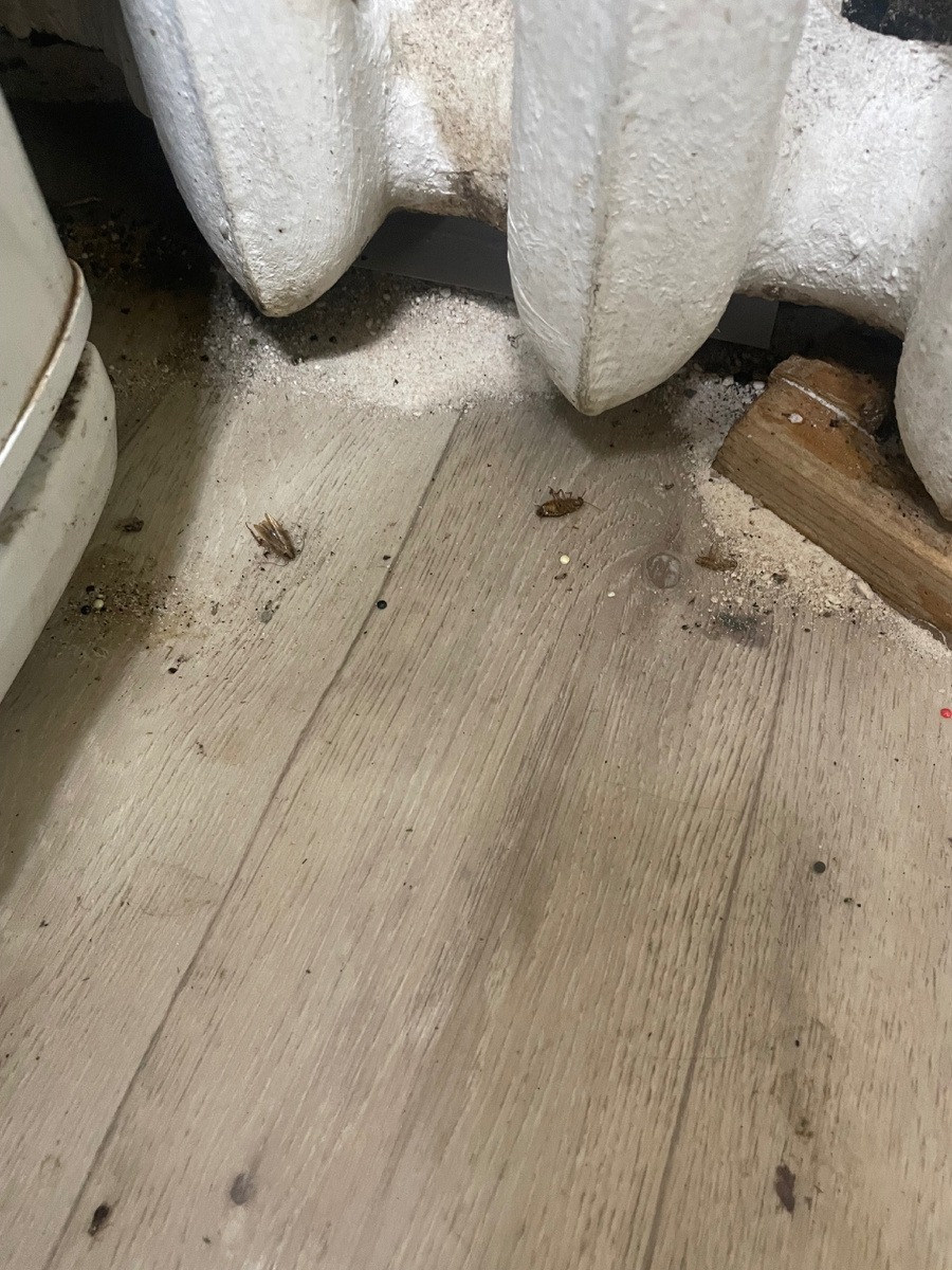 Вот под батарею насыпала, там их много всегда, греются 