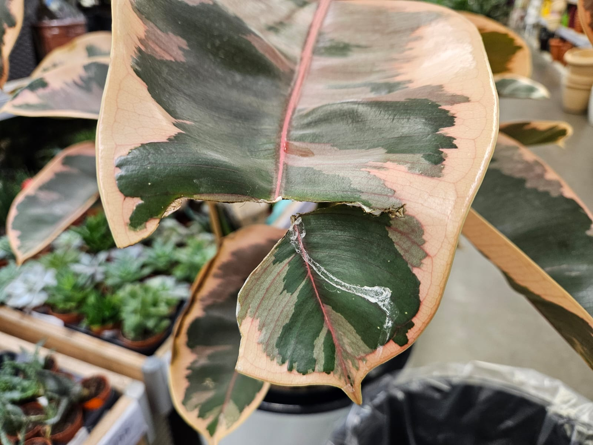 Порванный лист фикуса