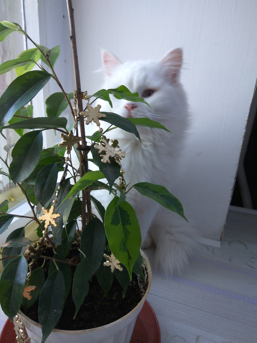 К аспер появился у нас в августе, а к декабрю уже изрядно подрос