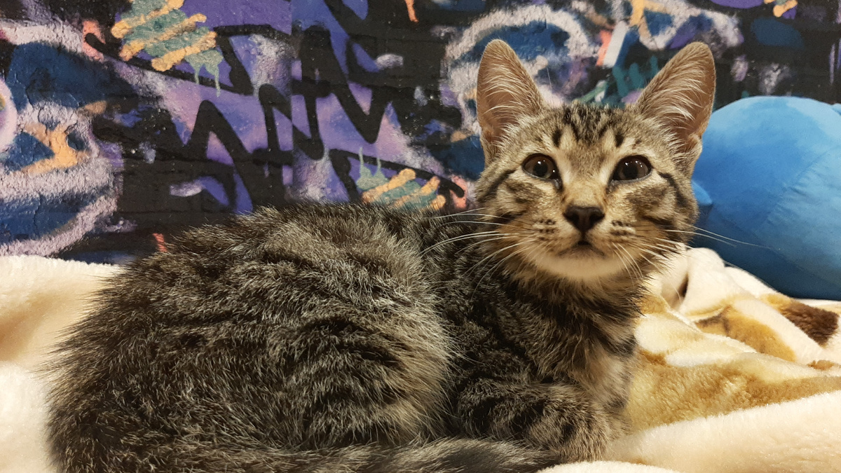 Привезли домой, искупали, осмотрели